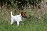 FOX TERRIER POIL LISSE 197